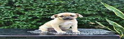 Mixed Breed dogs for sale: Cookie - Ad 4