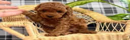 Toy Poodle dogs for sale: Ruby - Ad 3