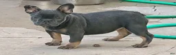 English Bulldog dogs for sale: Brandy  - Ad 3