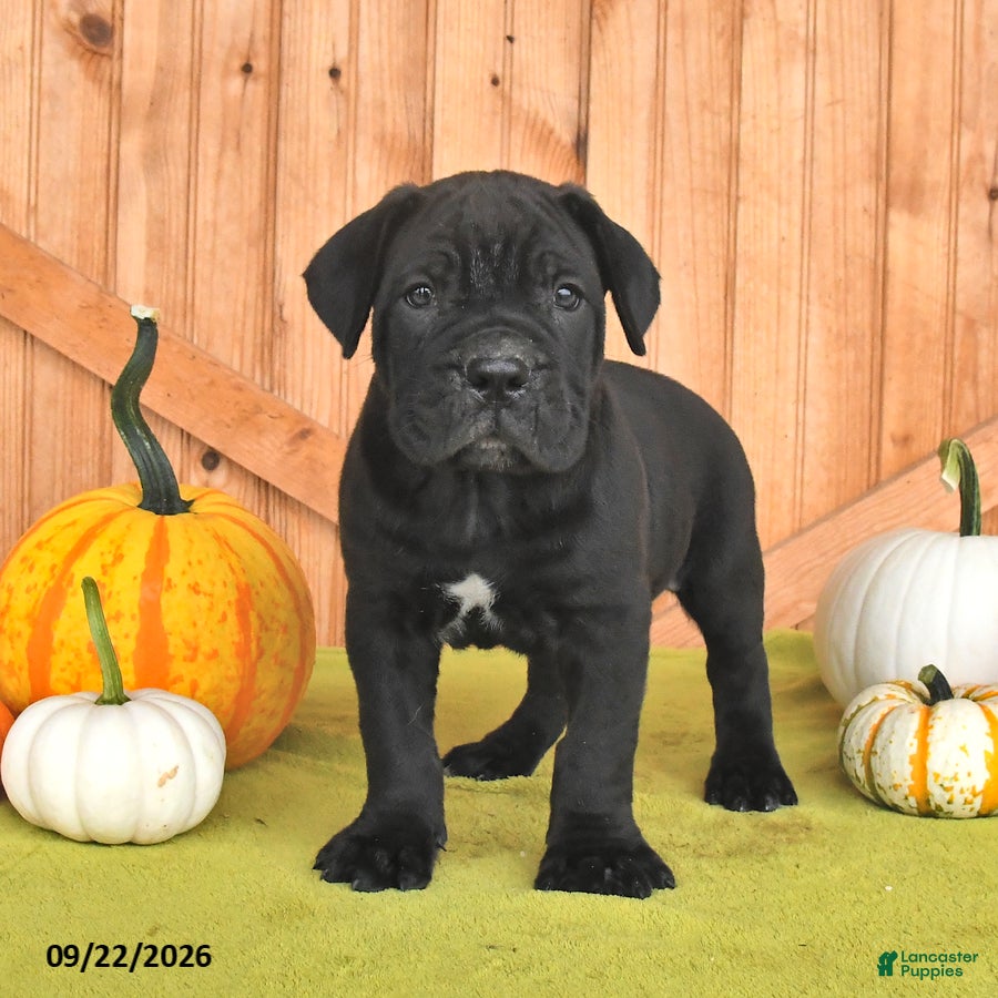 Cane Corso dogs Bear - Ad 1