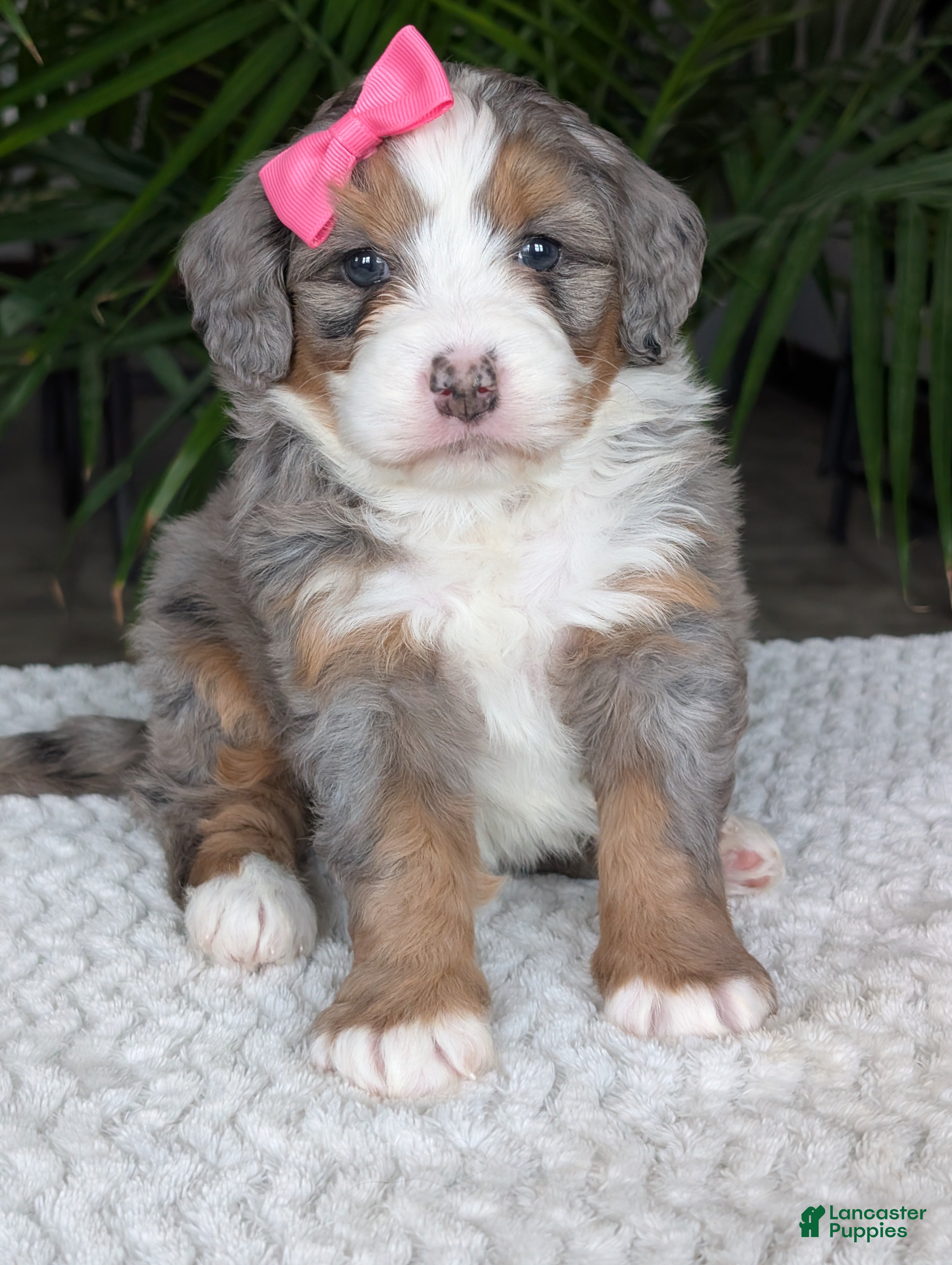 Mini Bernedoodle dogs Mini Allie  - Ad 31