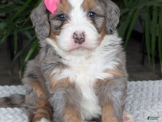 Mini Bernedoodle dogs Mini Allie - Ad 42