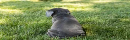 Cane Corso dogs for sale: Sarge  - Ad 5