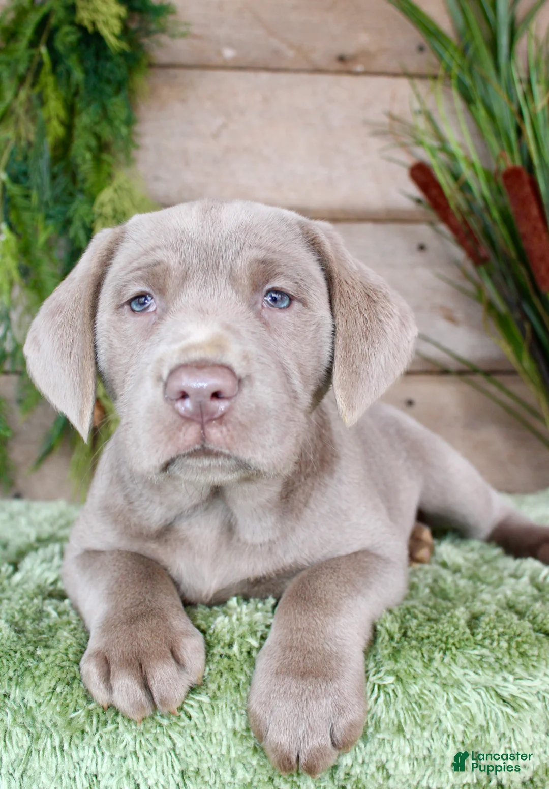 Labrador Retriever dogs for sale: Silver Seth - Ad 3