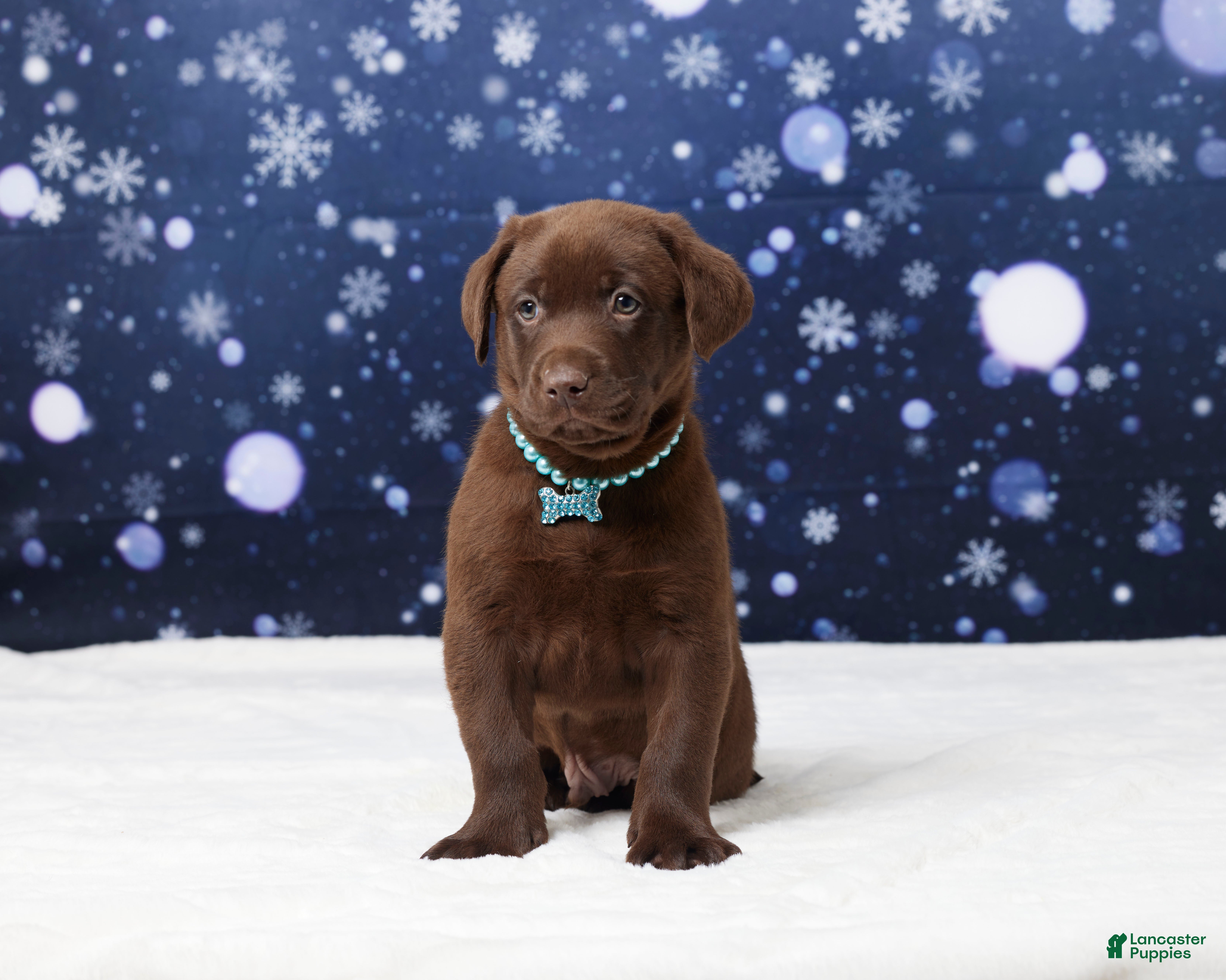 Labrador Retriever dogs Oliver - Ad 10
