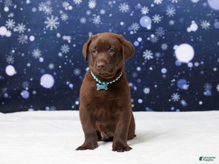 Labrador Retriever dogs Oliver - Ad 24
