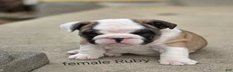 English Bulldog dogs for sale: English Bulldog Puppy 4 - Ad 2