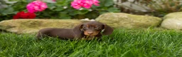 Miniature Dachshund dogs for sale: Ivan  - Ad 2