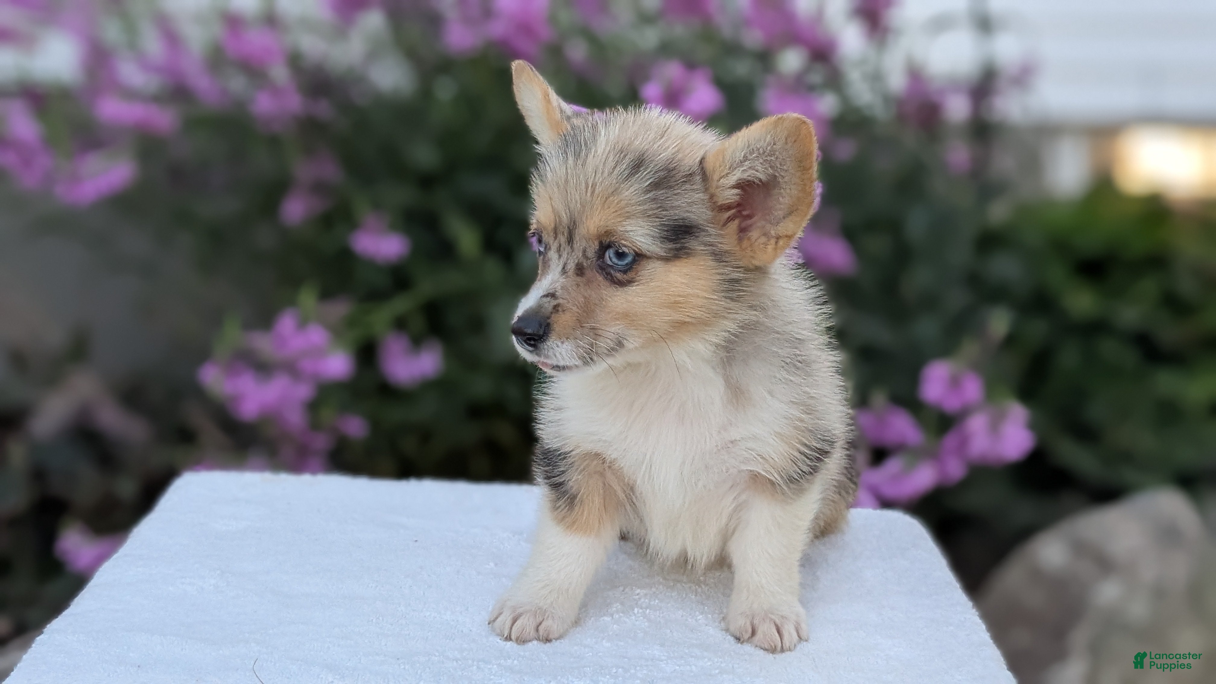 Welsh Corgi Pembroke dogs Jill - Ad 2