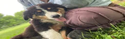 Mixed Breed dogs for sale: ♥️SWEET MOLLIE MAE♥️ - Ad 24