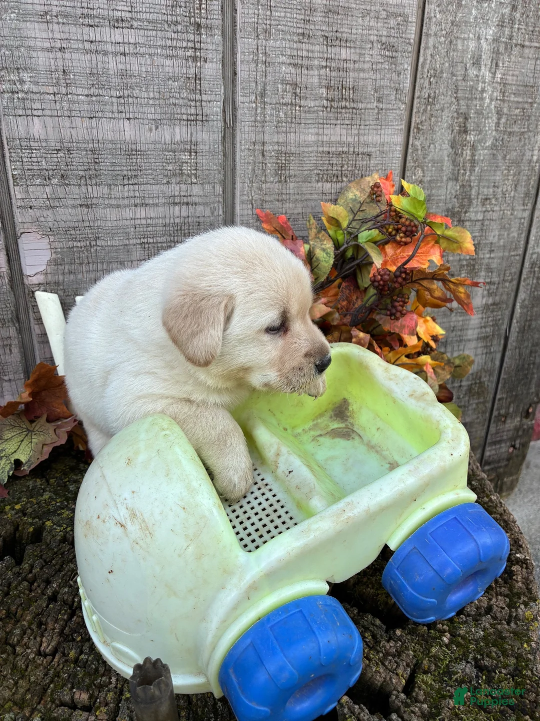 Labrador Retriever dogs for sale: Black girl 1 - Ad 4