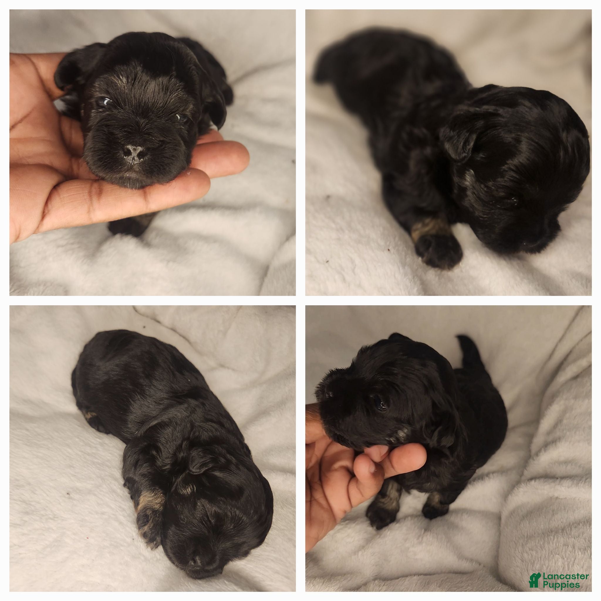 Shihpoo dogs Shihpoo 2 - Ad 5