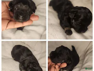 Shihpoo dogs Shihpoo 2 - Ad 5