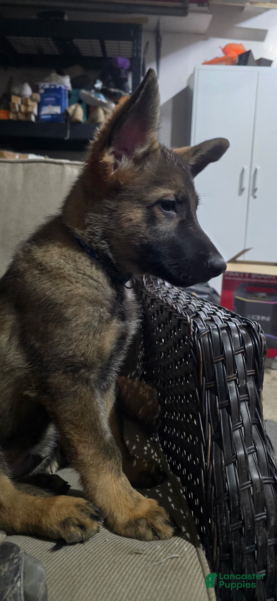 German Shepherd dogs German Shepherd Dark Blue - Ad 25