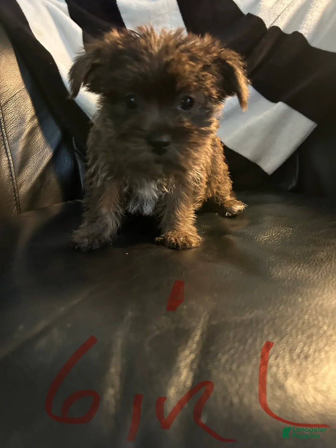 Shorkie dogs for sale: Shorkie Puppy 5 - Ad 1