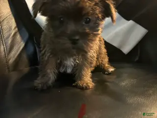 Shorkie dogs Shorkie Puppy 5 - Ad 24