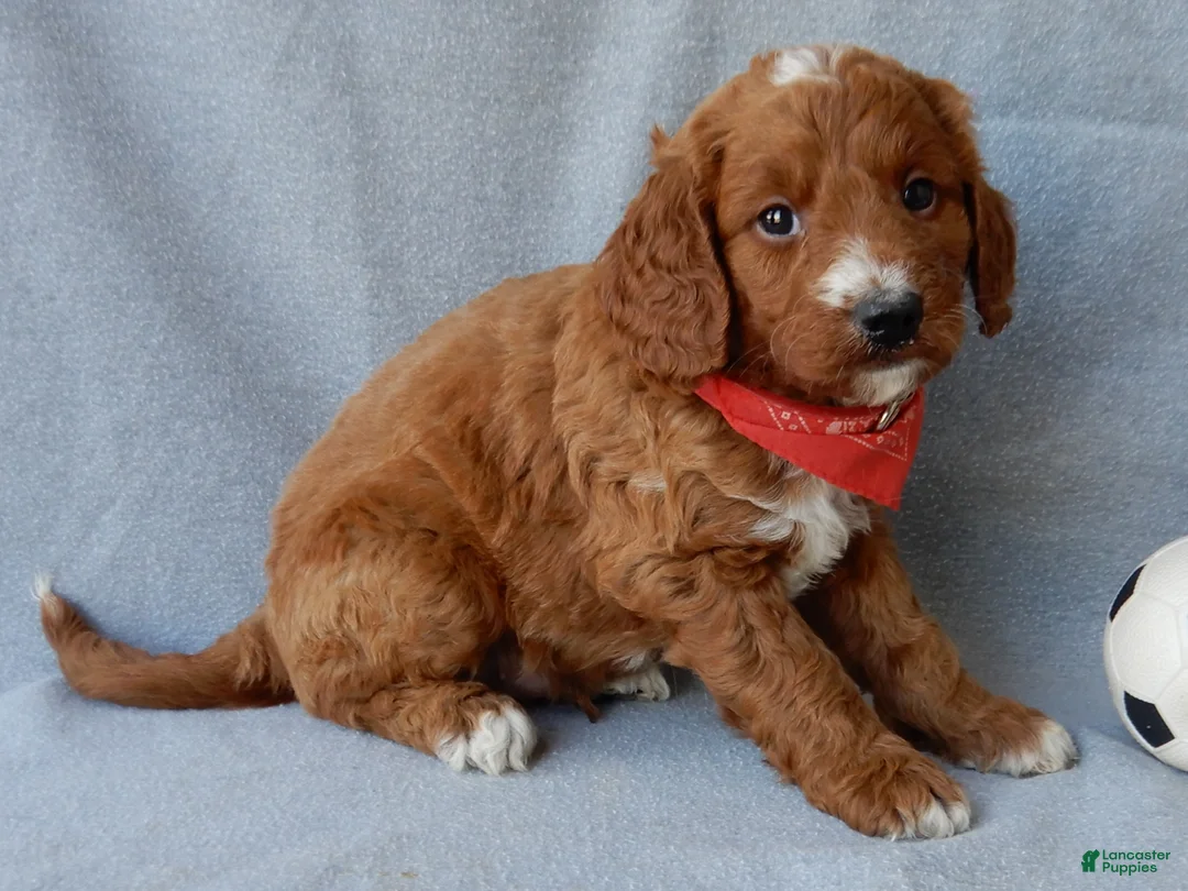 Goldendoodle dogs for sale: Leo-MEDIUM - Ad 5