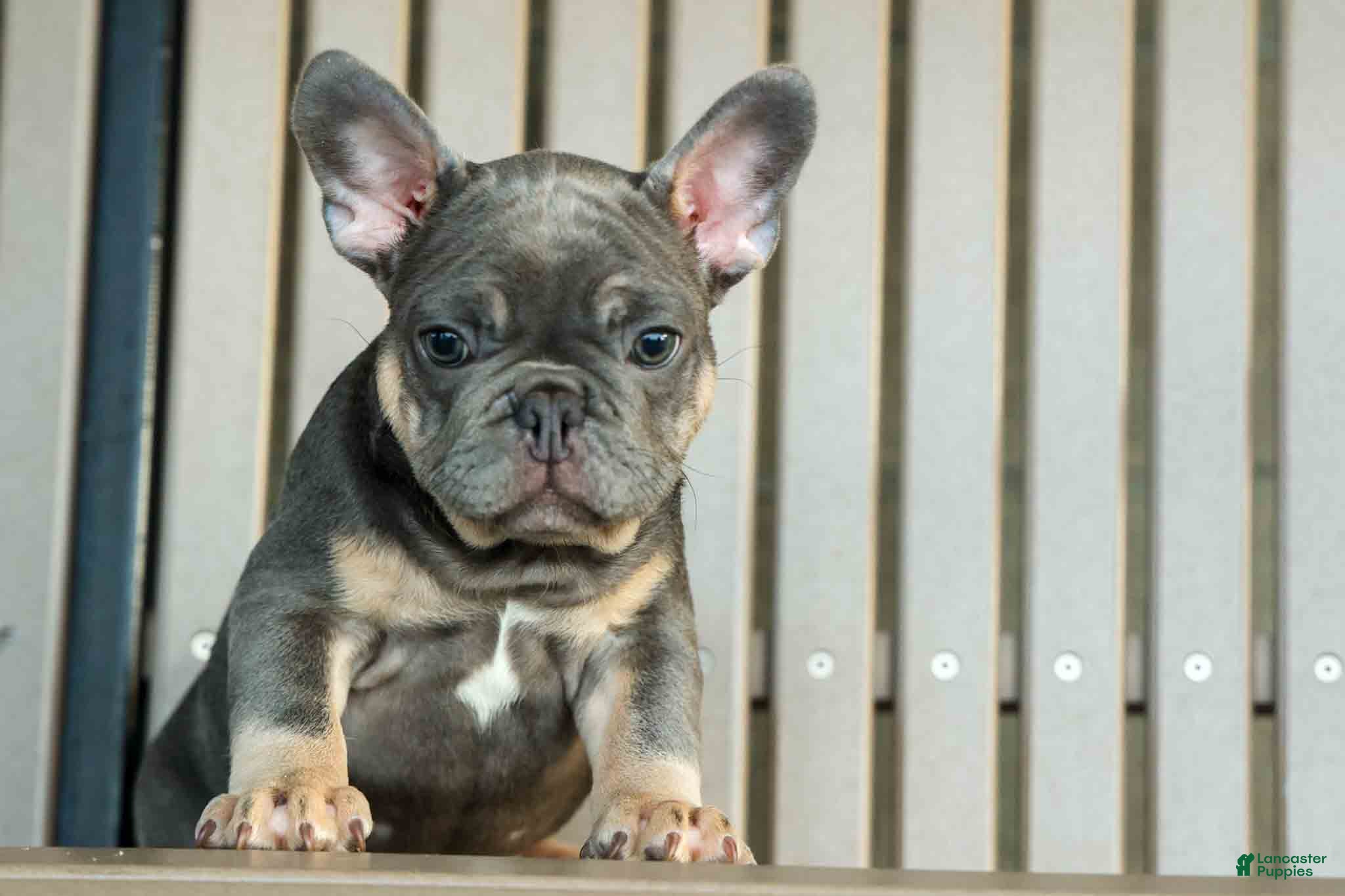 French Bulldog dogs 🐾 Mateo - Ad 1