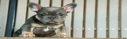 French Bulldog dogs for sale: 🐾 Mateo - Ad 3