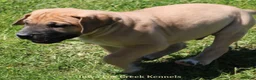 Mixed Breed dogs for sale: Bubba - Ad 4