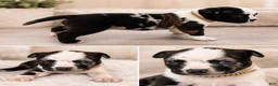American Bully dogs for sale: American Bully Puppy 5 - Ad 8