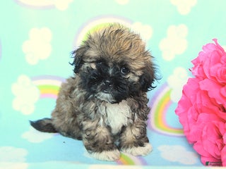 Teddy Bear dogs - Ad 24