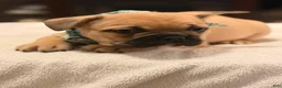 French Bulldog dogs for sale: 1 - Fawn Black Mask Male - Ad 3