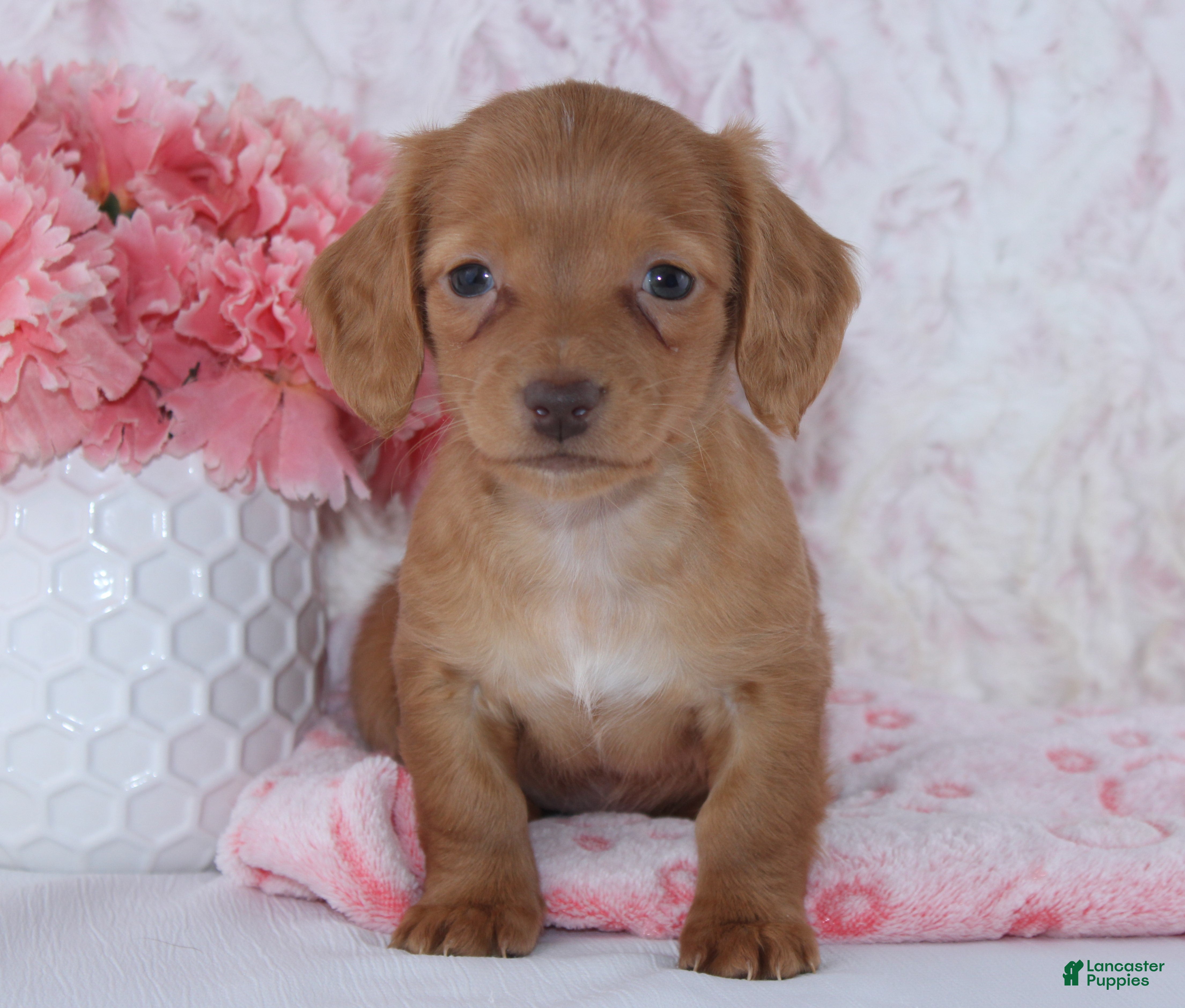 Miniature Dachshund dogs Brianna - Ad 2