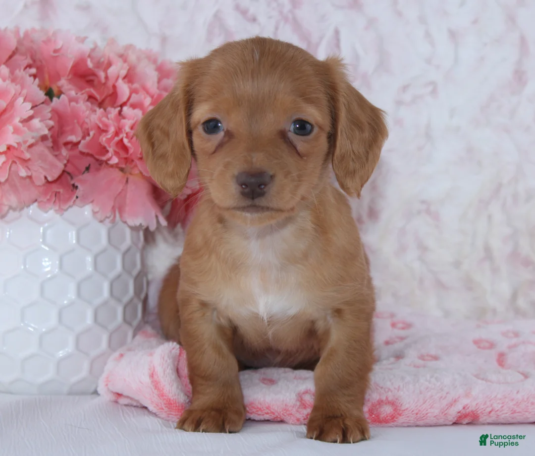 Miniature Dachshund dogs for sale: Brianna - Ad 2