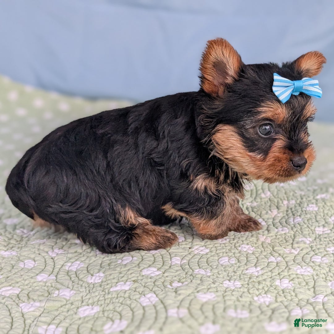 Yorkshire Terrier dogs for sale: Toffee - Ad 9