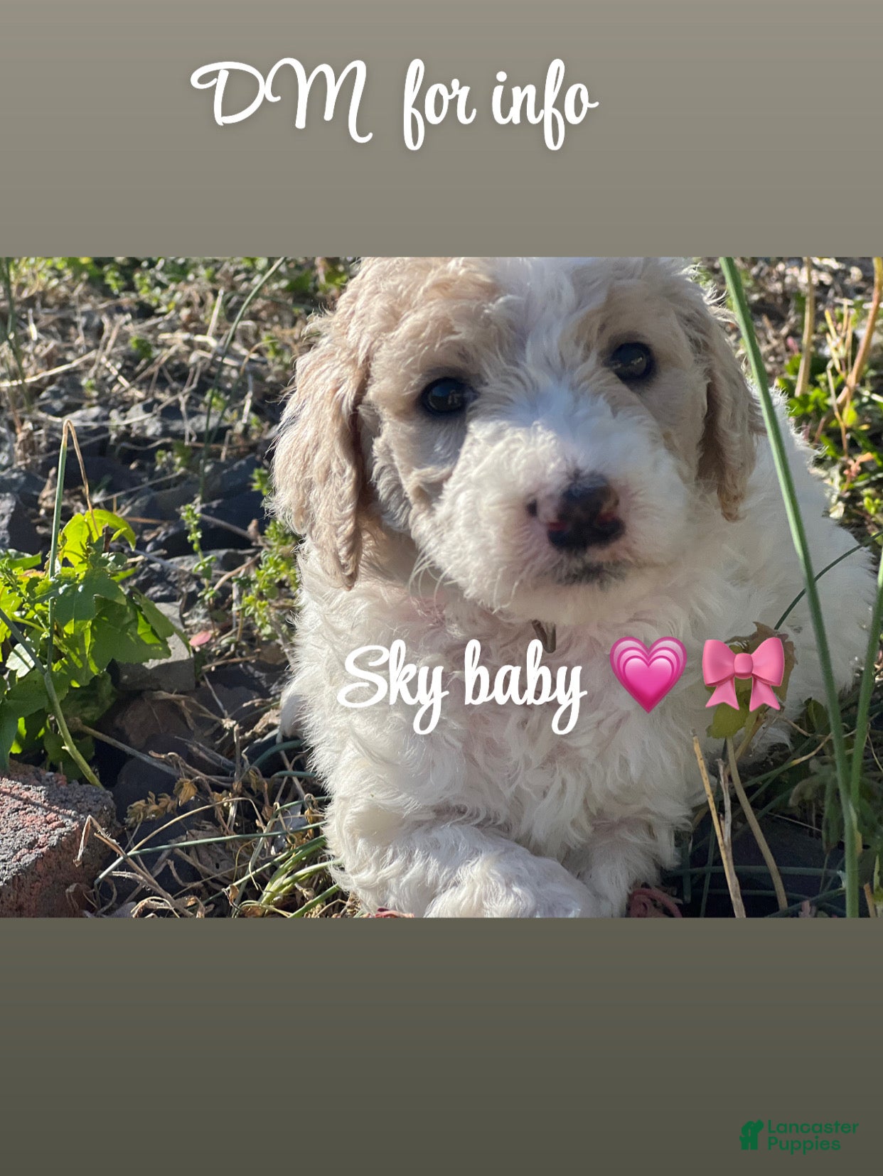 Goldendoodle dogs Sky female pink collar  - Ad 1