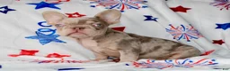 French Bulldog dogs for sale: Ace - Ad 1