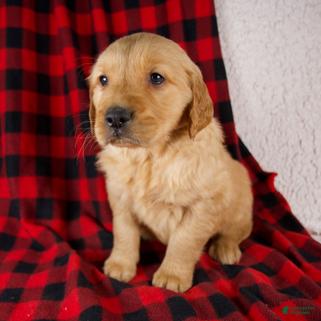 Golden Retriever dogs for sale: Toby - Ad 7