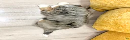 Mini Bernedoodle dogs for sale: Koda - Ad 5