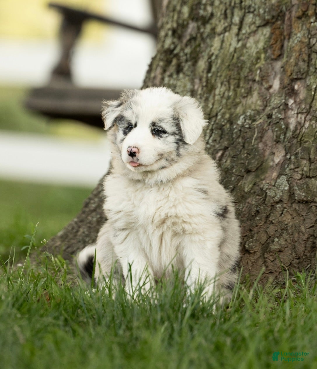 Mixed Breed dogs for sale: Marshmallow - Ad 2