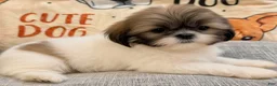 Shih Tzu dogs for sale: Max - Ad 1