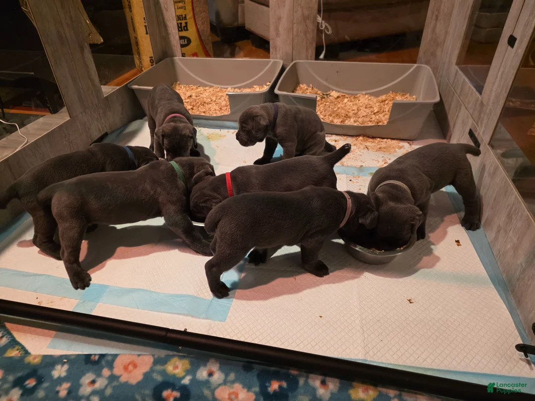 Gallery Image {{count}}