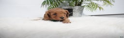 Cavapoo dogs for sale: Bryce  - Ad 3