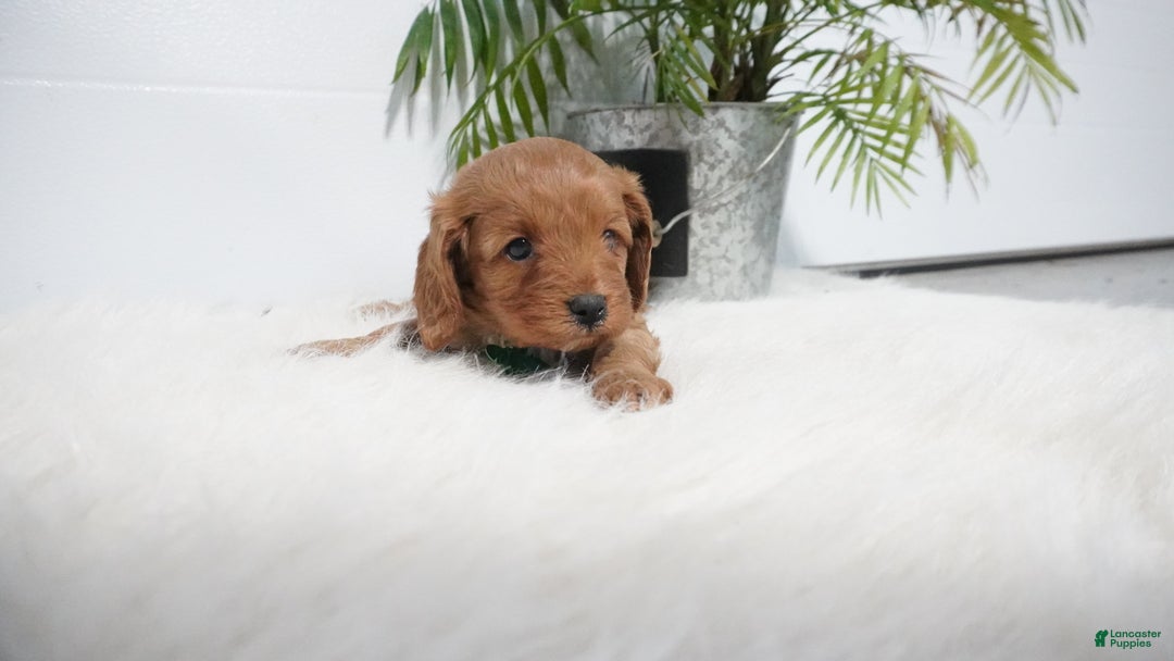 Cavapoo dogs for sale: Bryce  - Ad 3