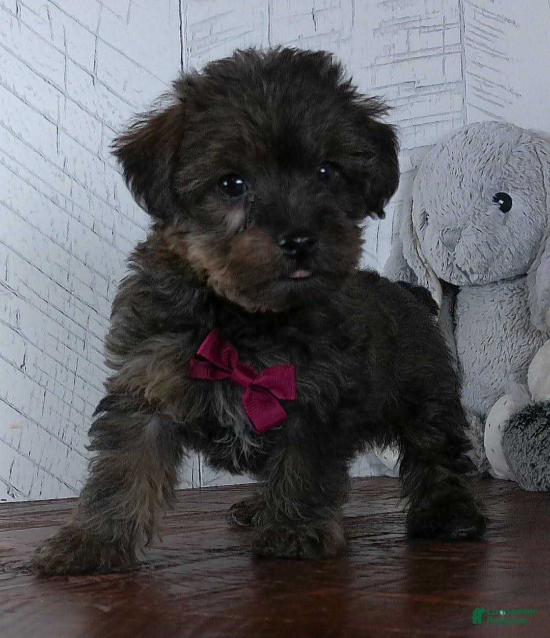 Yorkiepoo dogs for sale: Toast - Ad 3