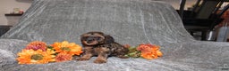 Yorkiepoo dogs for sale: Kelly - Ad 3