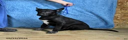Belgian Malinois dogs for sale: Draco - Ad 8