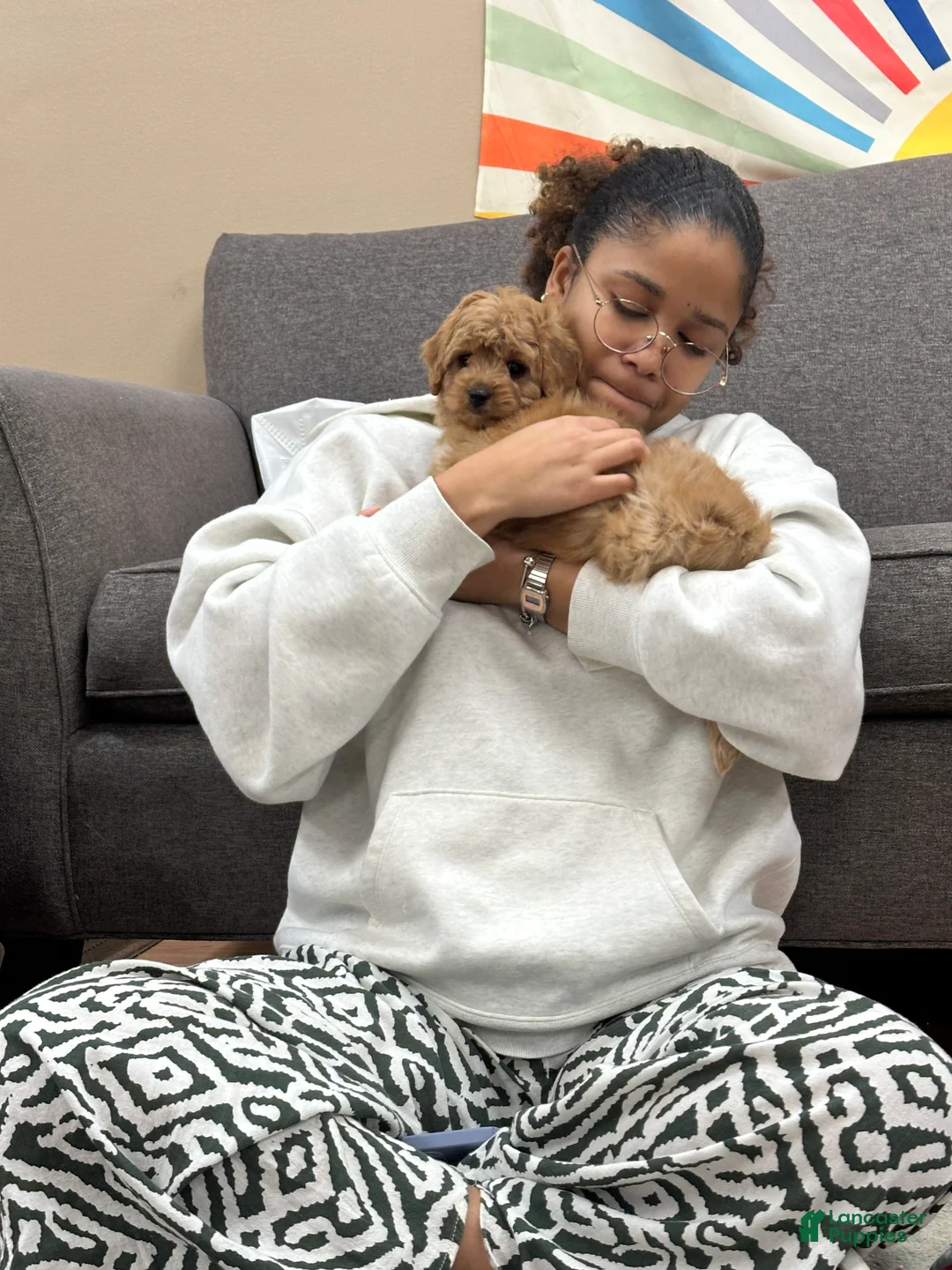 Cavapoo dogs for sale: Theodore  - Ad 5