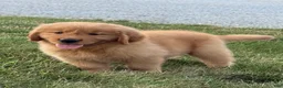 Golden Retriever dogs for sale: Max - Ad 6