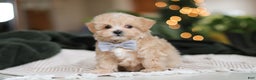 Maltipoo dogs for sale: Nevin - Ad 5