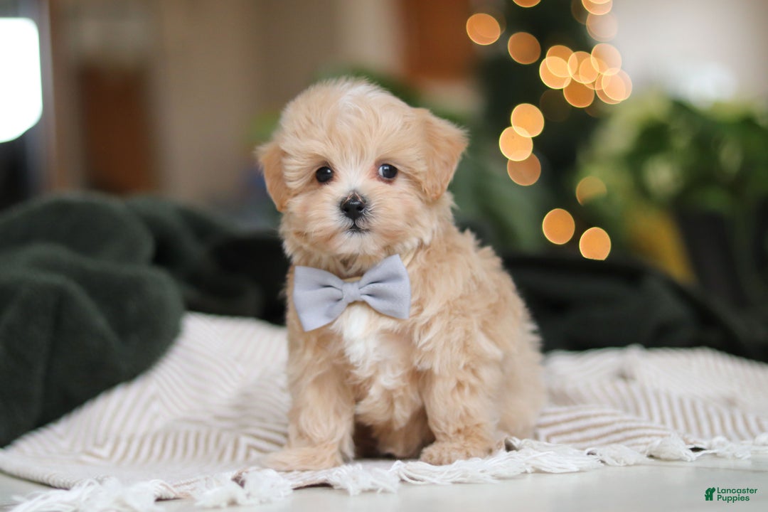 Maltipoo dogs for sale: Nevin - Ad 5