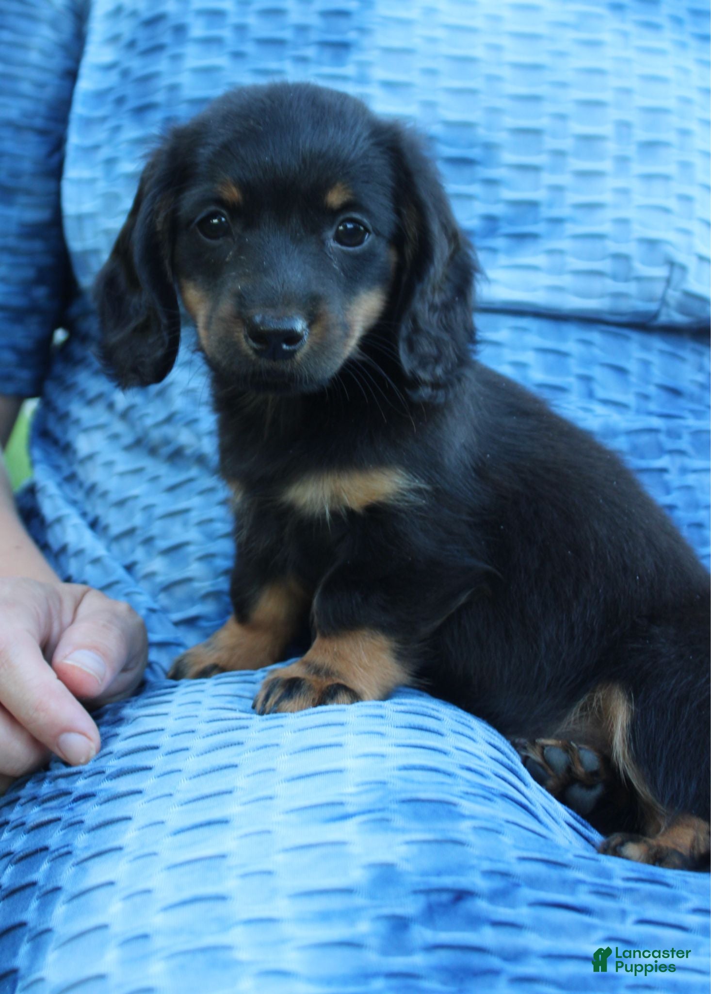 Dachshund dogs PIXIE - Ad 2