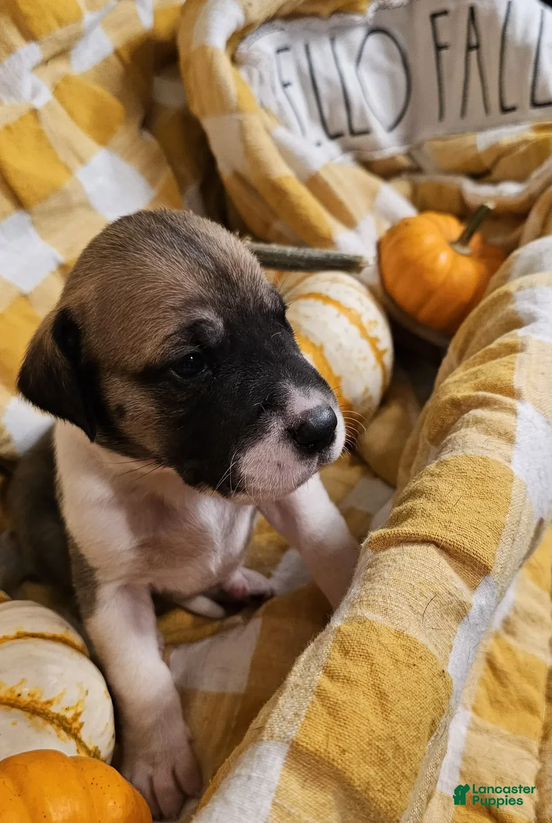 Great Dane dogs for sale: Ginger - Ad 6