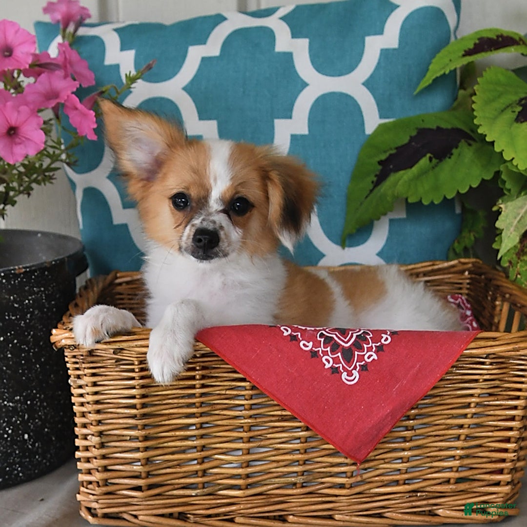 Papillon dogs for sale: Alex - Ad 20