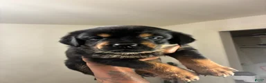 Rottweiler 1
